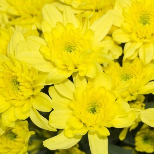 10 Varas Flores Naturales Mables Amarillo Pompón