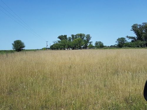 Imagen 2 de 9 de Campo En Venta. Gral Belgrano. Bs As.