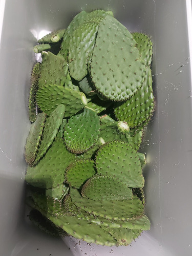 20 Raquetas De Nopal Para Plantar