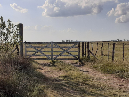 Imagen 8 de 21 de Campo Ganadero En Roque Perez Muy Bien Ubicado A 15 Km Del Asfalto