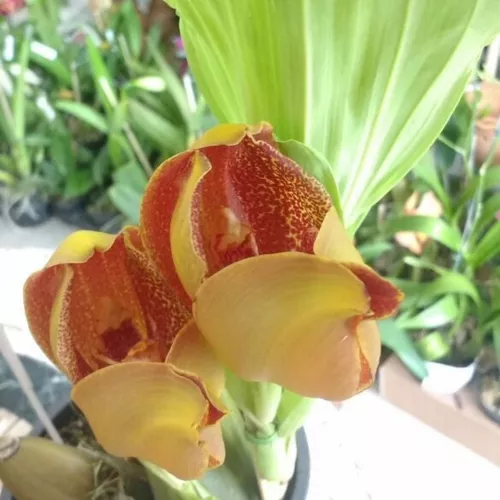 Orquídea Exótica Anguloa Huckeri Bebê No Berço Espécie Rara