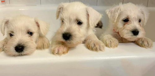 Auténticos Cachorros Schnauzer Blancos Toys, Línea Importada