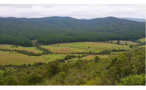 211 Hectáreas En Venta,  Región De Ñuble, $  1.300 Millones