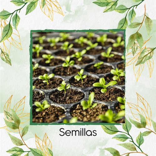 Bandeja De Germinación Profesional Para Cultivo