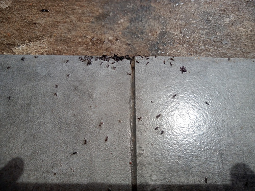 Fumigaciones Cucarachas Hormigas Desratizacion Zona Sur