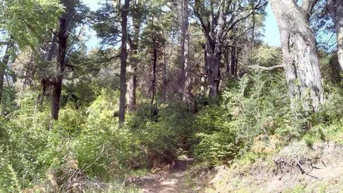 Imagen 24 de 28 de Grupo Patagonia Vende 4.2 Hectáreas (todos Los Servicios Instalados Y Costa De Arroyo). Sobre Camino A Valle Escondido -club De Campo-, San Martín De Los Andes, Patagonia Argentina