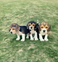 Comprar Hermosas Cachorras Beagle Puras Vacunadas Compactas
