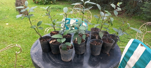 Plantas De Laurel