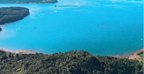 Hermosa Parcela Conservación Chiloe. Bosque Nativo Y Playa.