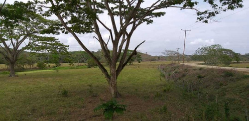 Imagen 8 de 17 de Finca En La Colonia En Yaracal Edo. Falcon