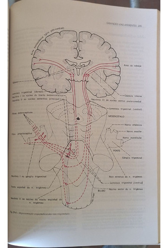 Neuroanatomia Funcional, Angelo Machado, 2a Edição, Editora Atheneu, 1993, Livro Usado Em Bom Estado (Usado)