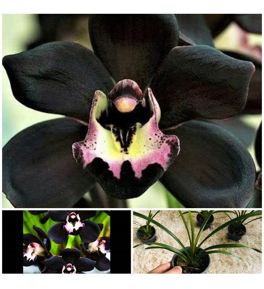 Orquidea Negra Cymbidium Kiwi Midnight Muda Jovem Rara | Parcelamento sem  juros