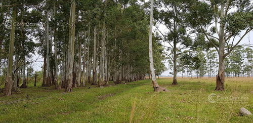 Se Vende Campo Sobre Los Esteros Del Iberá. Paraje Galarza