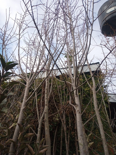 Imagen 8 de 8 de Arbol Tilo Grande - Adulto - Excelente - Entregas Caba Y Gba