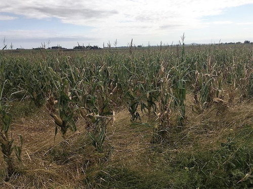 Imagen 12 de 14 de Campo 66 Hs Agricola-ganadero En Balcarce