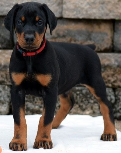 Cachorros Doberman Perrito Doverman Puppy Dobermen