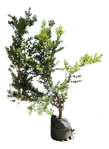 Buxus Serpervirens Vivero Mayorista Pack X 15 Unidades Cerco