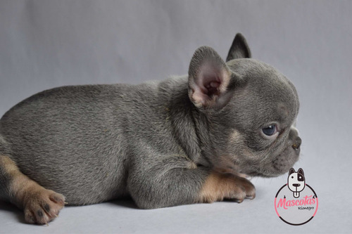 Imagen 2 de 4 de Espectacular Bulldog Francés Lilac At Hembra Mascotas Rione