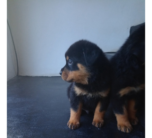 Rottweiler Cachorros Puros Listos Para Entregar