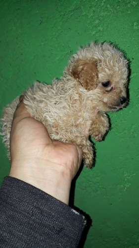 Imagen 7 de 10 de Caniches Toy Vendo O Permuto