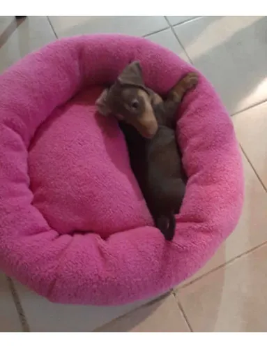 Olx camas para perros new arrivals