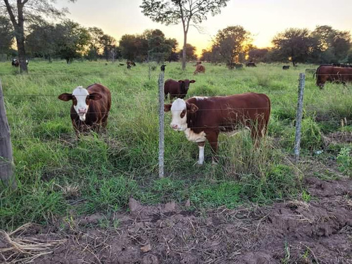 Campo En  Chiriguanos