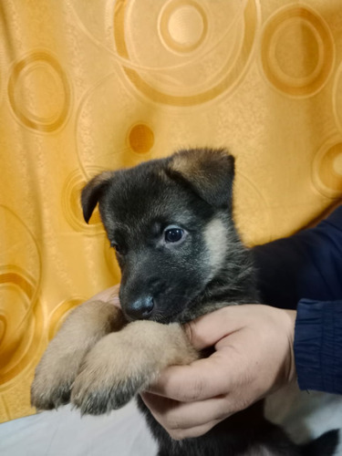 Hermosos Pastor Alemán