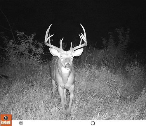 Imagen 6 de 8 de Camara Bushnell Prime Vision Nocturna 30mts Foto Video 24mp
