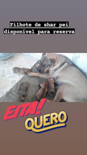 Filhote De Shar Pei