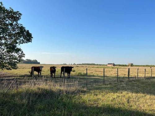 Imagen 5 de 20 de Venta Chacra 15 Hectareas Cañuelas Buenos Aires