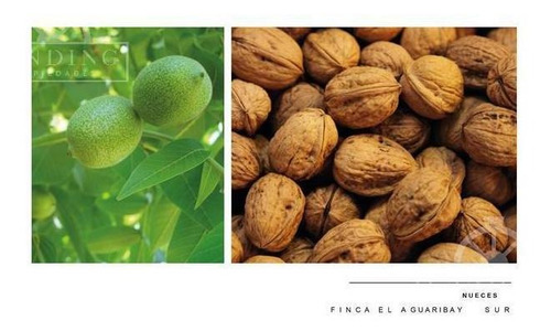 Imagen 14 de 30 de Campo - Finca Productiva De Primer Nivel, Mendoza, 80 Hectareas