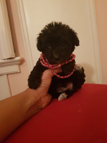 Caniche Mini