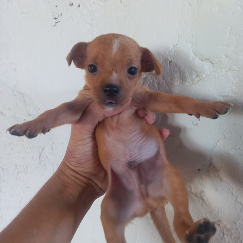 Cachorro Pequeño Pincher 2 Meses Marron