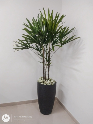 Planta Natural Palmeira Ráfia Com Vaso Decorativo