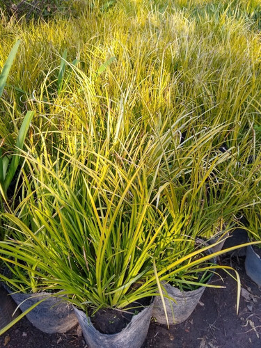 Promo Pack 5 Acorus Calamus Variegado - Palustre - M 3 Lts