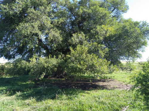Imagen 12 de 20 de Campo Mixto 21 Has. En Victoria Actualmente Con Explotacion Ganadera