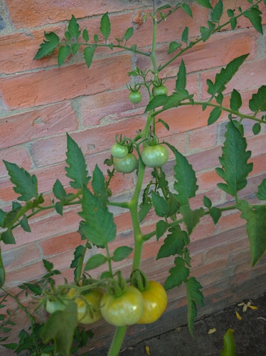 Imagen 4 de 5 de Asesorías Siembra Semillas Tomate Cherry