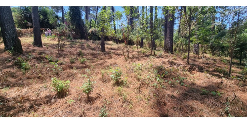 Terreno En Venta, Zona Avandaro