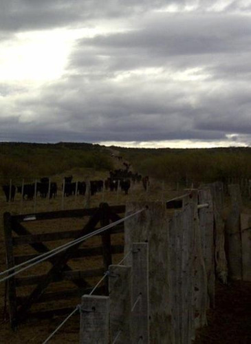 Imagen 3 de 9 de Campo - La Pampa Caleu Caleu