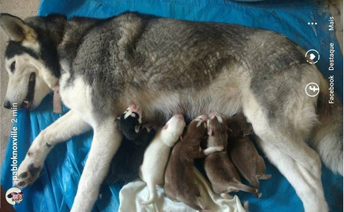 Filhotes De Husky Siberiano