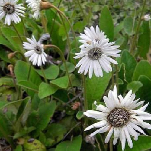 50 Semillas De Gerbera Ambigua+instructivo