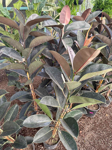 Planta De Hule Negro