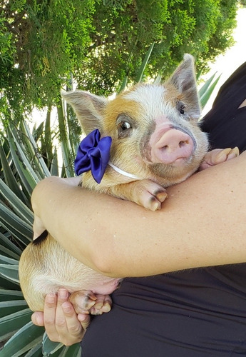 Mini Pig Original.