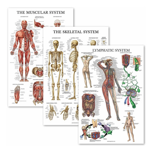 3 Cartel Anatomia Muscular Esqueletico Sistema  Carta