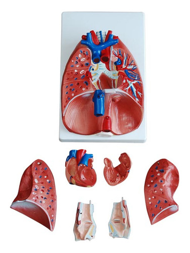 Modelo De Laringe, Coração E Pulmão - Anatomico