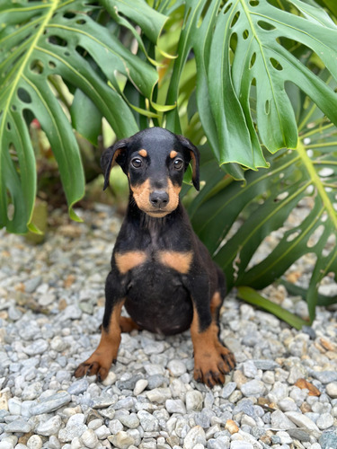 Venta Doberman Precio Medellin Cali Colombia Bogota Perros 