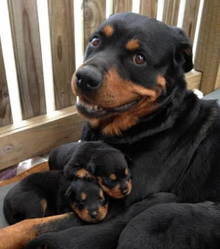 Imagen 3 de 4 de Cachorras Rottweiler Excelente Genética