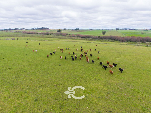 Campo En Venta En Florida Ref. 4408 (ref: Cbr-669)