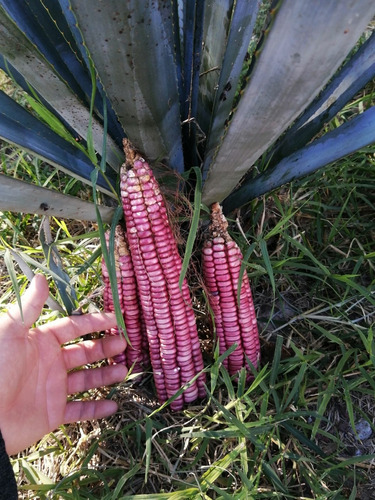 10 Kg Maiz Rojo Pozolero. Recien Cosechado