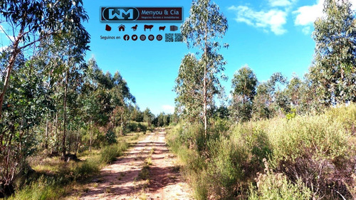 Imagen 5 de 12 de Venta Campo Lavalleja 490 Has Forestal Ganadero 217has En Rebrote Forestal Suelos 2.11a Y 2.11b